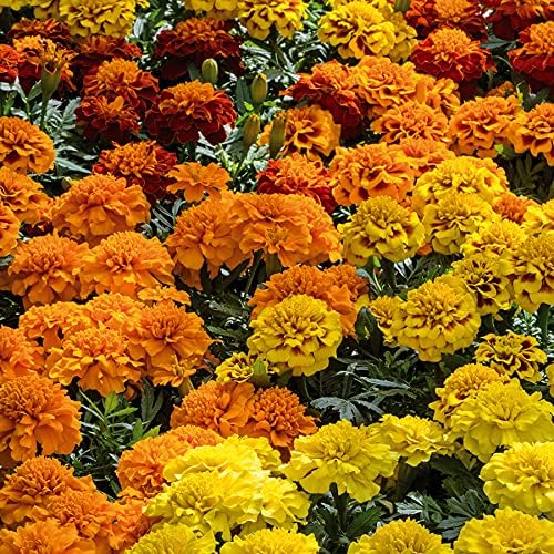 Fransız Marigolds Tohumları, GDO'suz Dikim için Yıllık Çiçekleri Karıştırır
