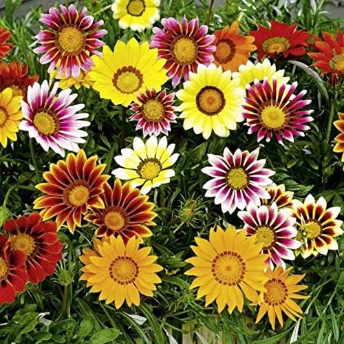 Seeds4planting-Tohumlar Kapalı Hazine Çiçek (Gazania) Mix Yıllık Çiçekler Olmayan GDO